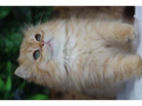 British longhair dişi kedimiz