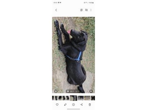 Köpeğimize çok çok acil yuva