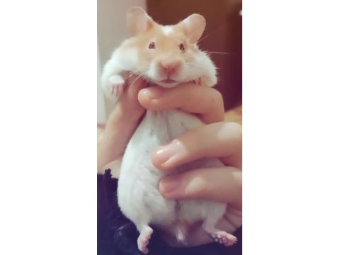 Suriye hamster acil verilecek