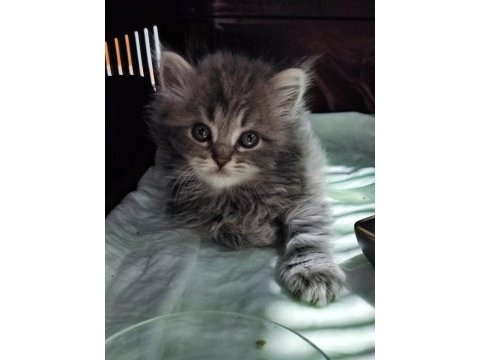 British longhair