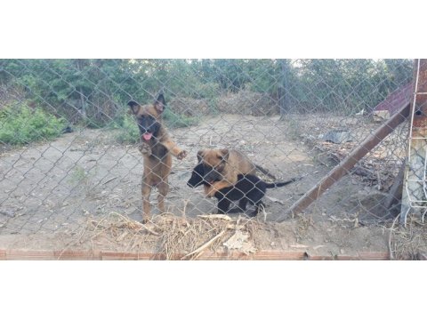 Erkek ve dişi safkan malinois