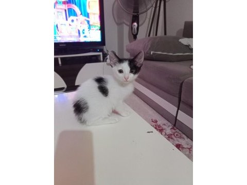 Ücretsiz 3 aylık sütten kesildi uysal temiz