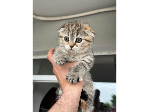 Sahiplendirilecek yavru scottish fold