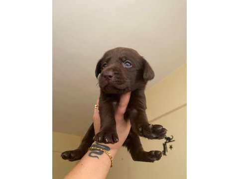 2 aylık safkan labrador retriever yavrularım