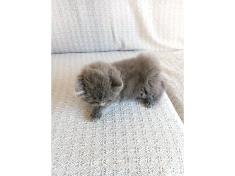 Scottish fold yavrumuz sahiplenilmek istiyor