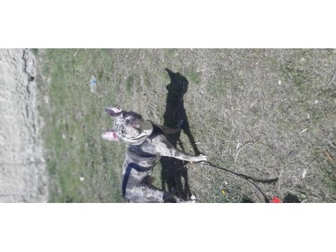 Egzotik french bulldog sevenler