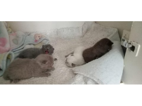 Yavru british shorthair