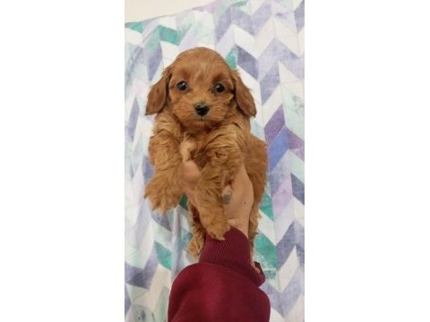 Toy maltipoo yavrularımız