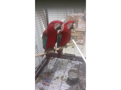 Kırmızı macaw faturalı çipli