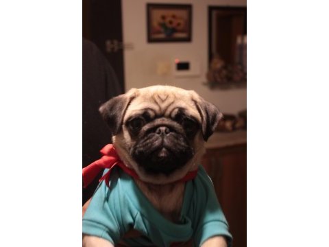 4 aylık aile köpeği pug