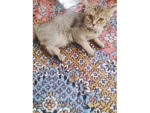 British tekir kırması akıllı bir kedi