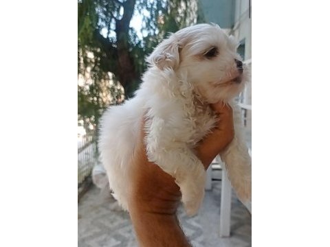 Maltese yavrular minyatür boy