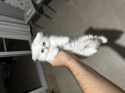 3 aylık chinchilla dişi
