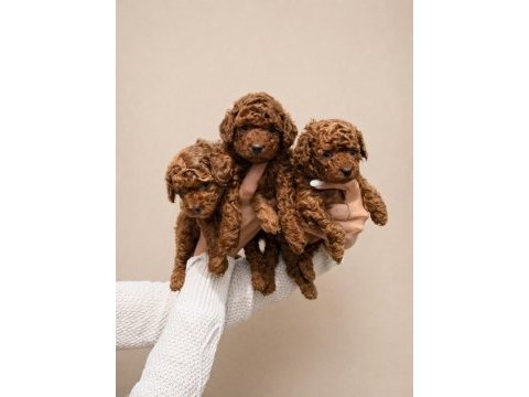 Üst kalite red toy poodle köpekler