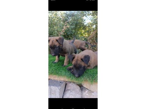 Safkan malinois yavrular