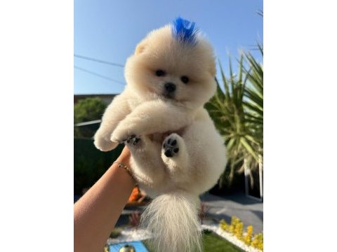 Pomeranian