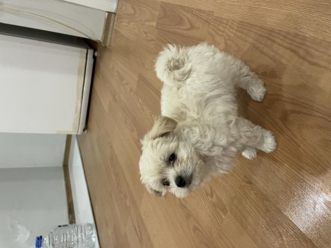 2 aylık dişi maltipoo