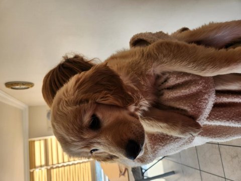 3.5 aylık golden retriever