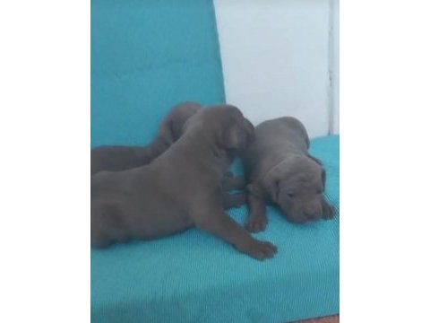 Cane corso yavrularımız a kalite ırk garantili teslim