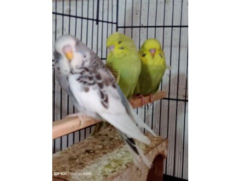 Konuşturmalık renk güzeli show jumbo kuşlar ve anaçlar