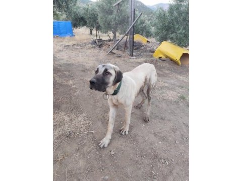 Genç erkek kangal