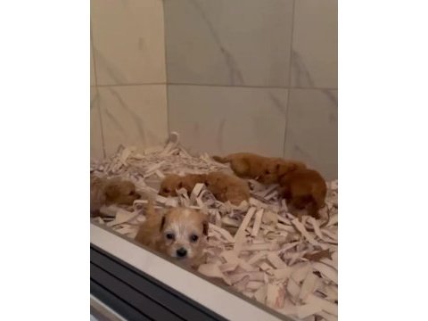 Şeker mi şeker maltipoo çocuklar