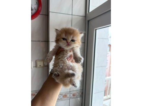 Teslime hazır bebek kedilerimiz