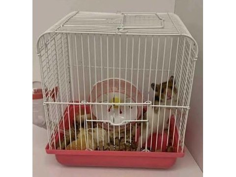 Kampanya hamster