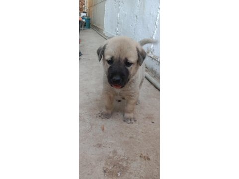 1 aylık kangal köpeği yavrular