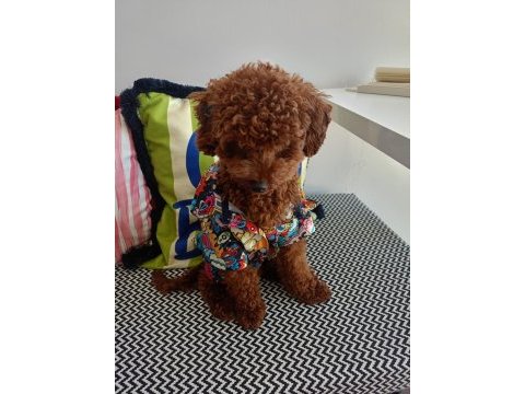 Brown toy poodle erkek - mini boy çiftleşmeye hazır