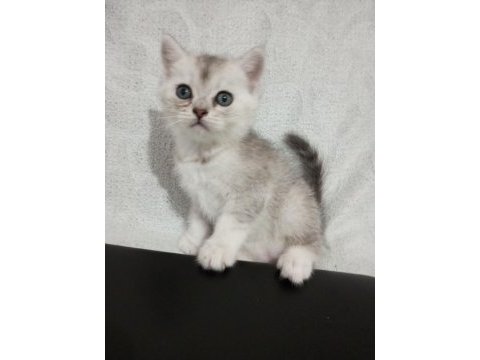 1,5 aylık sağlıklı wc eğitimli british shorthair