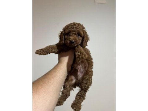Poodle yavrularımız