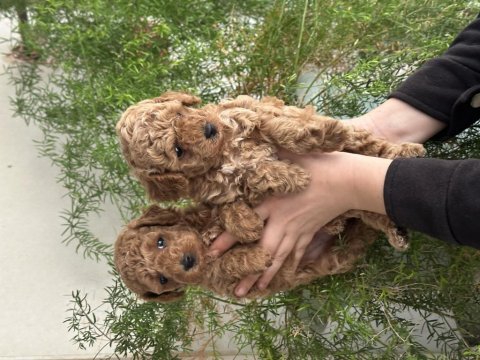 Orjinal aşılı poodle köpekler