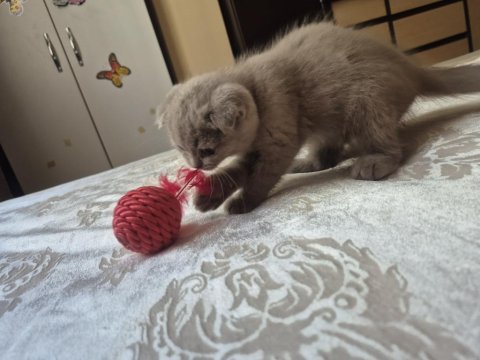 Dünyalar güzeli lilac dişi uygun scottish fold latte