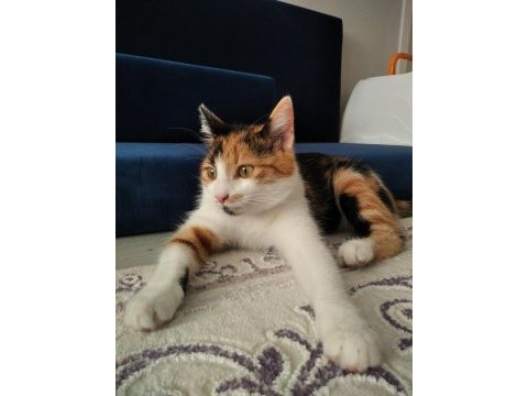 Çok sevimli kedimize bir ömürlük yuva arıyoruz