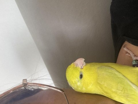 Bir çift sarı forpus