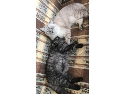2 aylık dişi british longhair yavrumuza yuva arıyoruz