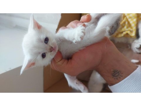 Uyguna verilecek scottish fold