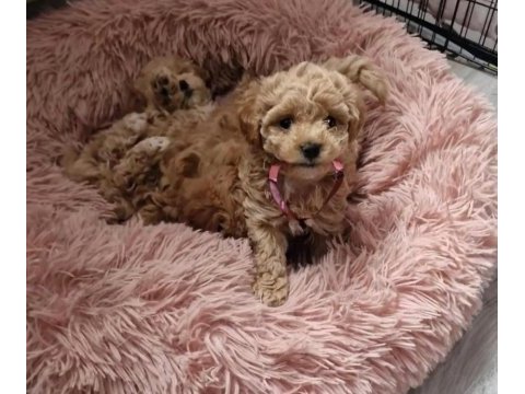 Anne baba bize ait garantili orjinal teacup maltipoo
