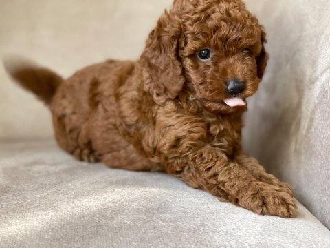 Toy poodle yavrular