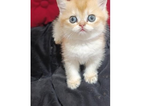 Safkan british golden