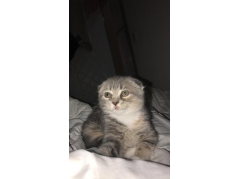 Scottish fold dişi kedi