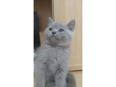 Lilac british shorthair bebekler