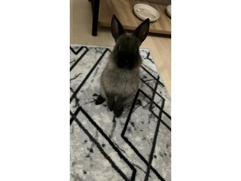 Hollanda cüce tavşanı