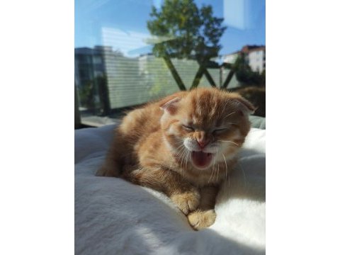 Kedimiz bobi yeni evini arıyor