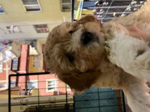 Apricot toy poodle