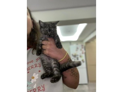Ev ortamından yavrular british shorthair
