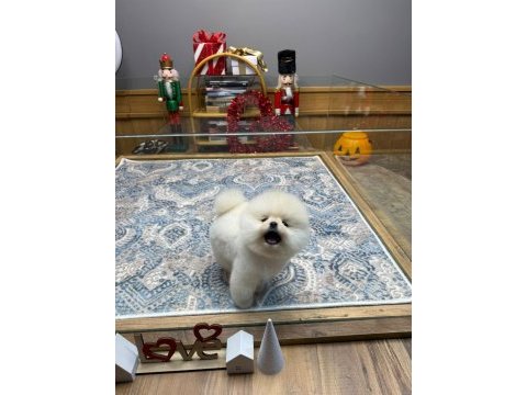 Sağlık ve ırk garantili ayıcık surat pomeranian boo