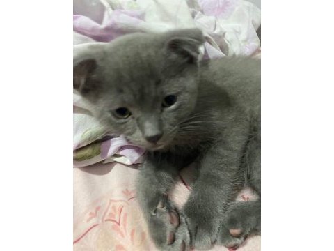 2 aylık baykuş kulaklı scottish fold