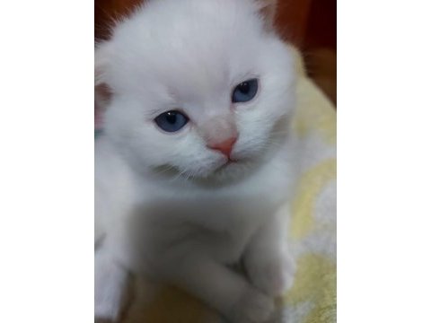 Scottish fold yavru sahiplendirme